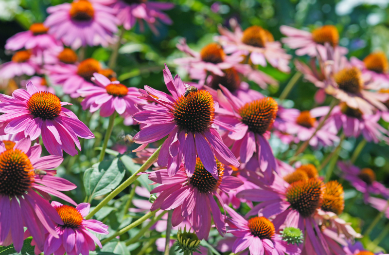 Co je echinacea